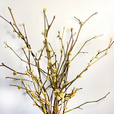 추천3생강나무꽃