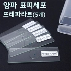 양파표피관찰