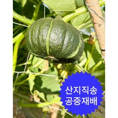 프리한 고창 미니 보우짱 밤호박 2kg 4kg 8kg, 1개