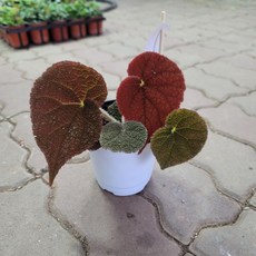 베고니아소요카제