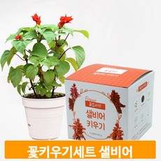 코딩키트식물