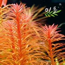 판타날레드핀네이트