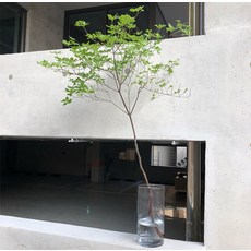 엔카이셔스
