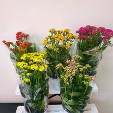 칼란디바(중품) 1개단품(색상랜덤) 퀸로즈칼란디바 겹칼란디바 카랑코에 겹카랑코에 인테리어식물 09, 1개