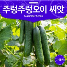 주렁주렁 오이씨앗 채소씨앗 채소씨 야채 판매 10알, 1개