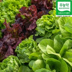 [KT알파쇼핑]무농약 유럽 샐러드 채소 유러피안 500g 쌈채소(2-3종) 랜덤발송, 1개