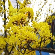 추천10산수유꽃