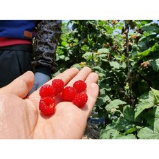 [책임 김지수] 생 산딸기 1kg/ 새콤달콤 톡 터지는 산딸기