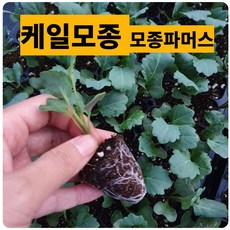 (모종파머스) 케일모종 10개 맛있는 야채쌈채소