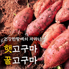 한입호박고구마