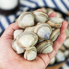대풍수산 해감 활동죽 1kg X 3팩, 3개