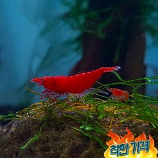 블러드메리새우 TOP01