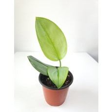 스킨답서스트루비