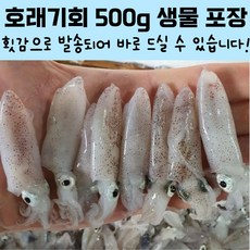 호래기회 생물 꼴뚜기회 숙회 무침 요리 500g