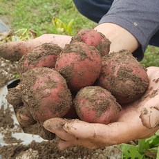 친환경팔도 [팔도농장] 속이노란 붉은 홍감자 (중)5kg 햇 감자 카스테라감자, 단품, 1개