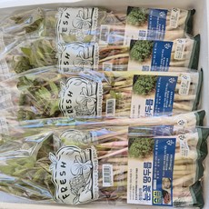 강원도 눈꽃 땅두릅 백미향 봄나물 제철 두릅, 1개, 200g