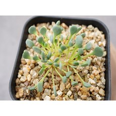 오소나 카카리오이데스 -1212 아프리카식물 농장 다육식물 미니식물 소형식물 키우기좋은식물 키우기쉬운식물 코노피튬 관엽 귀여운식물 리톱스 테라리움 에이플랜트, 1개