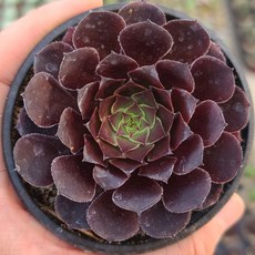 피그인더가든탄단지