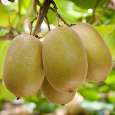 무농약참다래 TOP01