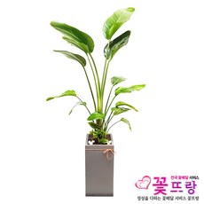 극락조꽃