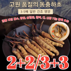 [양생추천] 고급 동충하초 무농약 유기농 천연 무공해 원료 몸에 좋아요 0.5g/박스, 0.5g*2
