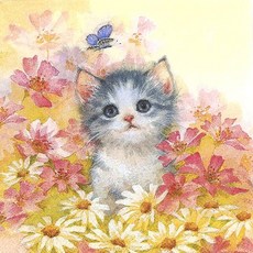 아기고양이 냅킨 5장 K-31-033