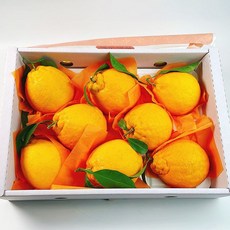 한라봉 선물세트 3kg 8과내외