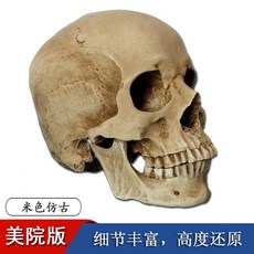 머리뼈