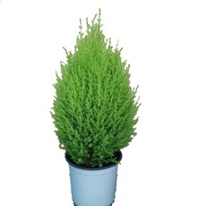 22d8b045492cecdd4db0e88784931a1645d09cb3955754ea14345bd984f5.jpg