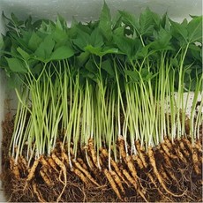 장수새싹삼 200뿌리 당일수확 한정상품 특가할인, 1박스, 한입 200뿌리(한정수량)