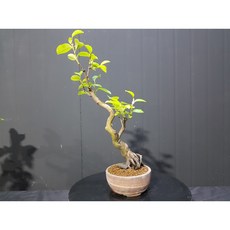 일세모과