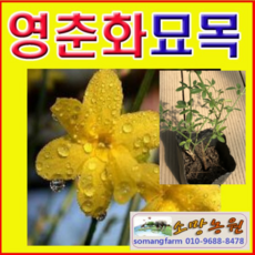 (D성모)영춘화묘목(포트) 10그루