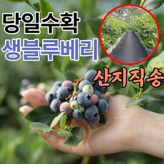 당일수확 산지직송 국내산 생블루베리 500g 1kg 제철 생과 블루베리 특 왕특 냉동x, 01.생블루베리 500g (특)