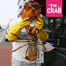 라지점보랍스타