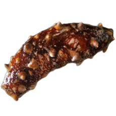 머구리배조업 자연산 해삼 NLL저도어장 홍해삼 흑해삼 고노와다 해삼내장 홈마카세, 1개, 당일조업 해삼 2kg