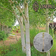 잭큐몬티도랜보스