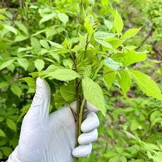 강원도 평창 오가피순 야생 무농약 친환경 제철 오가피 가시오가피 오갈피순 1kg 2kg 4kg, 1개