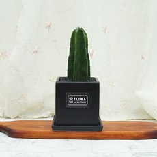 플로라 귀면각 암석주 선인장 다육식물 거실 인테리어 선물화분, 귀면각 블랙 사각화분, 1개