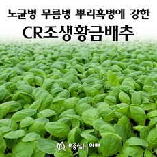 [모종심는아빠] 노균병 무름병 뿌리혹병에 강한 CR조생황금배추, 모종105개(트레이한판), 1개