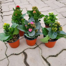 faaa0d8ee250d40d9731bec93bd3c66a032d7e07b5a59c75b833c4b8a103.jpg