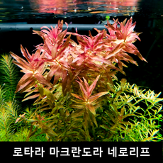 로타라 마크란도라 네로리프 초보자수초 자연수초, (특가) 3촉
