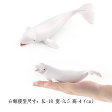 귀욤흰고래