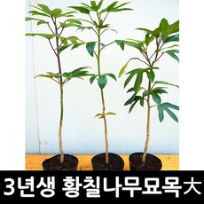 노지가지