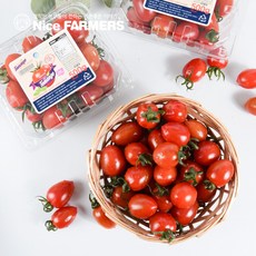고당도 토망고 스테비아 방울토마토 500g 1팩 2팩 4팩 샤인토마토 토망토 단토마토