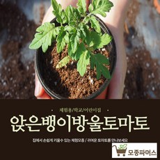 앉은뱅이 방울토마토 모종 10(개) (모종파머스)