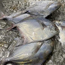 남해안 손질병어 회 구이 조림 세꼬시 냉동, 1개, 손질병어1kg(구이조림용)(급냉)3-4미