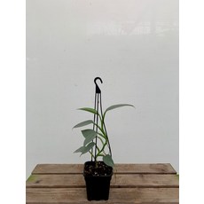 필로덴드론실버메탈