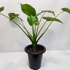 db1e9a7afaf882928d5e6b63a0dcb6e7d80910c695b0ee28a330cd2321fa.jpg