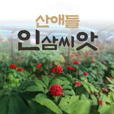 산양삼씨앗