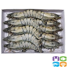 홍다리얼룩새우